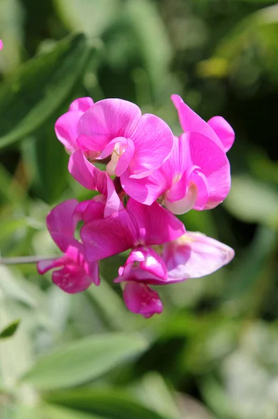 Pois Doux Lathyrus Odoratus Est Une Plante Fleurs Originaire Sicile — Photo