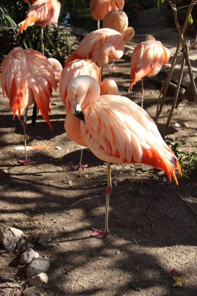 Jasnoróżowy Flamingo Parku Flaming Pochodzi Portugalskiego Lub Hiszpańskiego Flamengo Kolorze — Zdjęcie stockowe