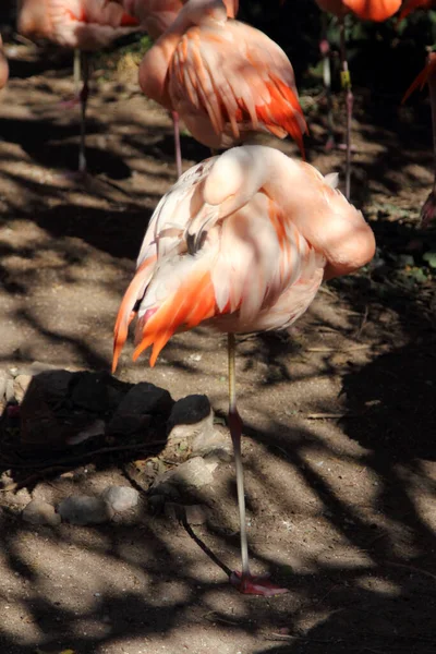 公园里明亮的粉色火烈鸟火烈鸟原产于葡萄牙或西班牙火烈鸟 火烈鸟 — 图库照片