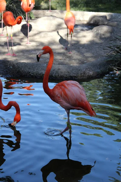 Ярко Розовый Фламинго Парке — стоковое фото