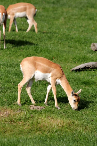 Blackbuck Antilope Cervicapra Επίσης Γνωστή Ινδική Αντιλόπη — Φωτογραφία Αρχείου