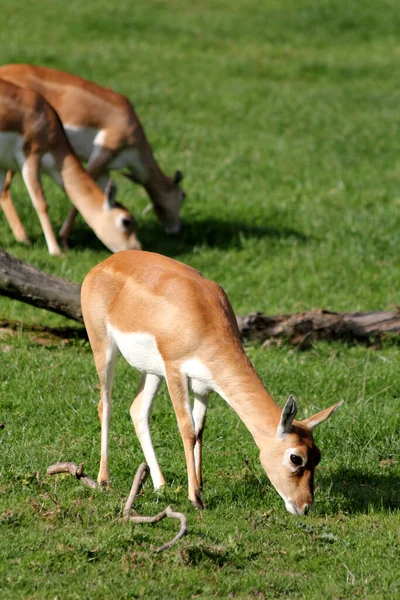 Blackbuck Antilope Cervicapra Επίσης Γνωστή Ινδική Αντιλόπη — Φωτογραφία Αρχείου