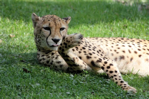 Lazy Jaguar Naturpark Sydamerika — Stockfoto