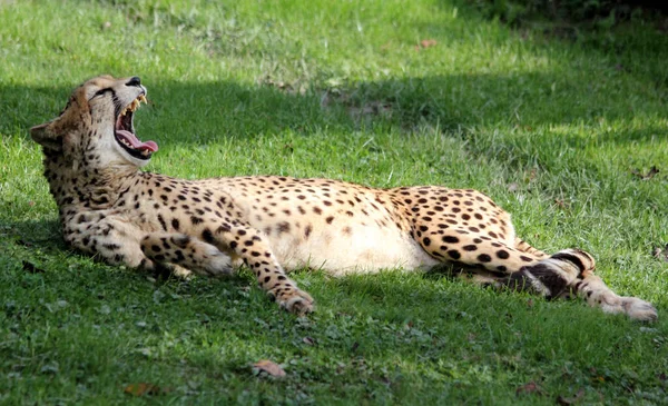 Lazy Jaguar Naturpark Sydamerika — Stockfoto