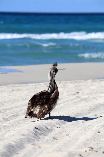 Pelikán Hnědý Nebo Pelecanus Occidentalis Pobřežní Distribuce Severní Ameriky Karibiku — Stock fotografie