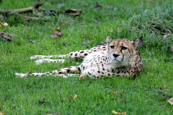 Lazy Jaguar Naturpark Sydamerika — Stockfoto