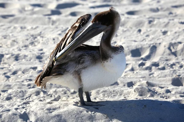 Pelikán Hnědý Pelecanus Occidentalis Pobřežní Distribuce Severní Ameriky Karibiku Severní — Stock fotografie