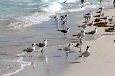 Kumlu sahilde martılar, Küba