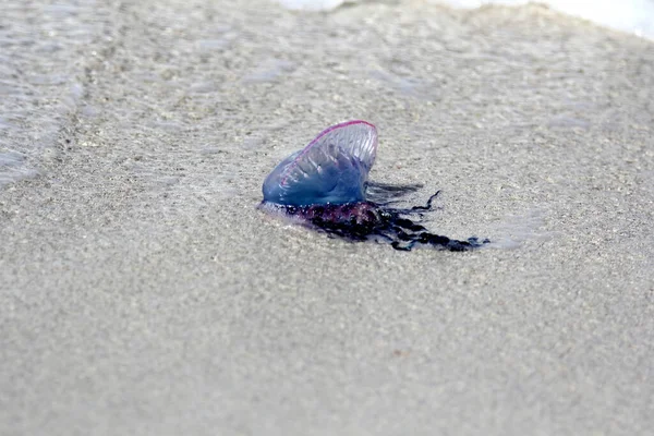 Physalia Physalis Portugees Atlantic Portuguese Man War Physalia Physalis Een — Stockfoto