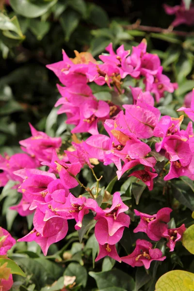 Blooming Bougainvillea Comme Fond — Photo