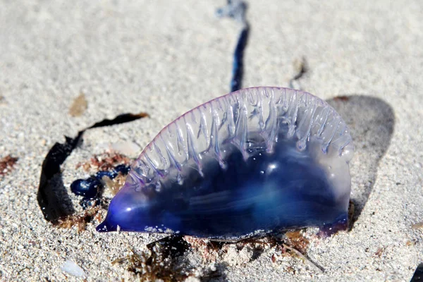 The Atlantic Portuguese man o` war Physalia physalis, also known as the man-of-war or floating terror, is a marine hydrozoan of the family Physaliidae found in the Atlantic Ocean, as well as the Indian and Pacific Oceans.