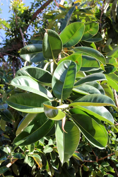 Ficus Elastica Lub Gumowe Figi Rośliny Gumowe Lub Indyjskie Krzewy — Zdjęcie stockowe