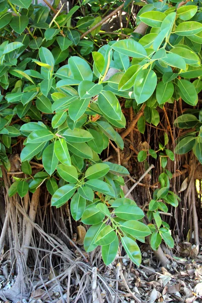 Ficus Elastica Lub Gumowe Figi Rośliny Gumowe Lub Indyjskie Krzewy — Zdjęcie stockowe