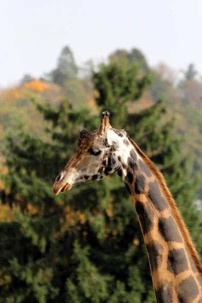 Портрет Красивого Жирафа — стоковое фото