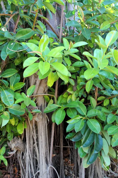 Ficus Elastica Lub Gumowe Figi Rośliny Gumowe Lub Indyjskie Krzewy — Zdjęcie stockowe