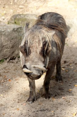 Yaygın yaban domuzu ya da Phacochoerus africanus domuz ailesinin vahşi bir üyesidir.