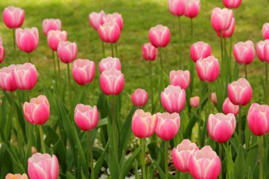 Bir şehir parkında çiçek tarhındaki laleler arka plan olarak