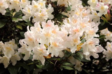 Yumuşak rhododendron çiçek açıyor, yakın plan.