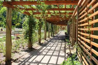 Mainz Gül Bahçesi, Rhineland-Palatinate, Almanya.