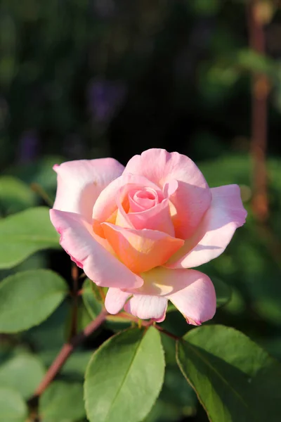 Belles Roses Dans Jardin Comme Fond — Photo