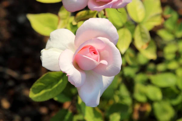 Piękne Róże Ogrodzie Jako Tło — Zdjęcie stockowe