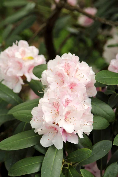 Gyengéd Rododendron Virágzó Közelről — Stock Fotó