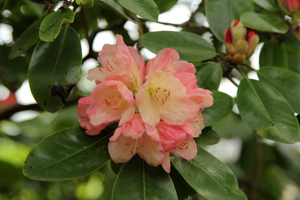 Yumuşak Rhododendron Çiçek Açıyor Yakın Plan — Stok fotoğraf