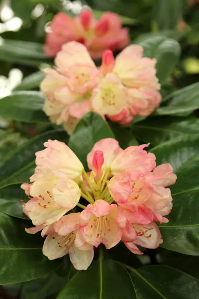 Kruchy Rododendron Rozkwicie Zbliżenie — Zdjęcie stockowe