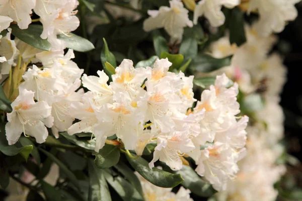Нежный Рододендрон Цвету Крупным Планом — стоковое фото