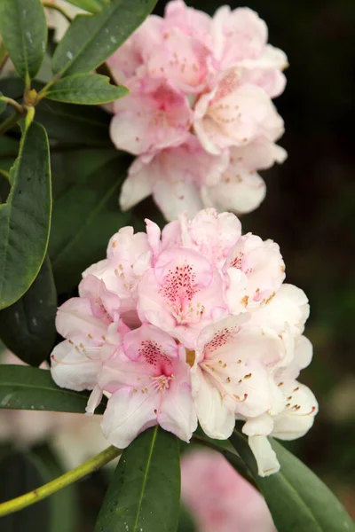 Anbud Rhododendron Blom Närbild — Stockfoto