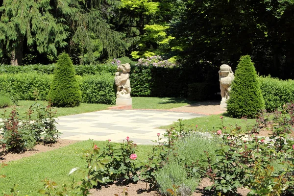 Сад Троянд Майнц Рейнланд Пфальц Німеччина — стокове фото