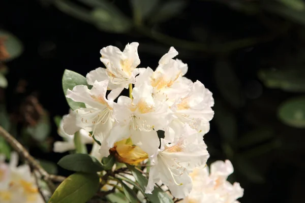 Zarter Rhododendron Blüte Nahaufnahme — Stockfoto