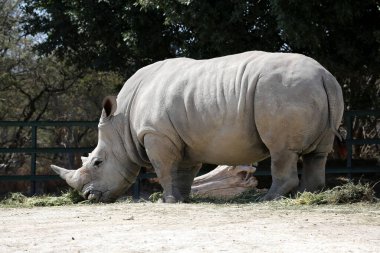 Safari 'de beyaz bir gergedan. Gergedan, gergedan familyasının beş ayrı türünden birisidir. Gergedan türünün yanı sıra soyu tükenmiş çok sayıda türden biridir..