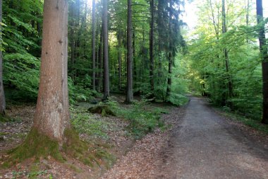 Orman güneşli bir yaz gününde.
