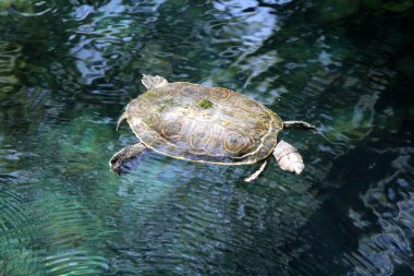  Turtle in water, Cenote in Central America clipart