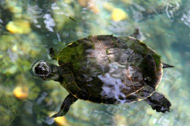 Turtle in water, Cenote in Central America clipart