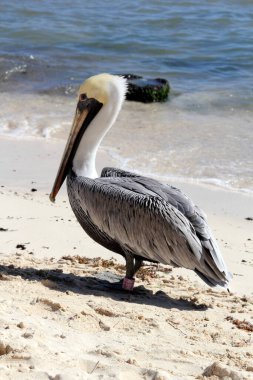 Kahverengi pelikan Pelecanus oksidentalis. Kuzey Amerika ve Karayipler 'den Kuzey Güney Amerika ve Galapagos' a kadar uzanan kıyı dağılımı.