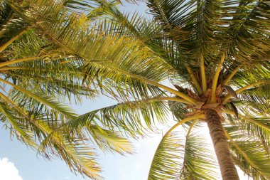  Arka plan olarak hindistan cevizi palmiyesi ağacı