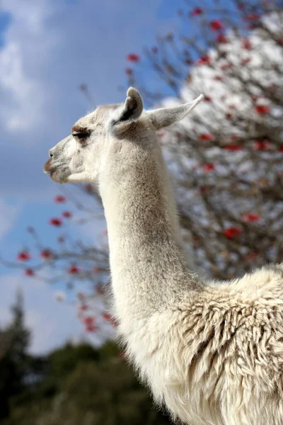 Llama Lama Glama Camelóide Sul Americano Domesticado — Fotografia de Stock