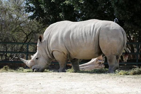 Белый Носорог Сафари Носорог Является Одним Любых Пяти Сохранившихся Видов — стоковое фото