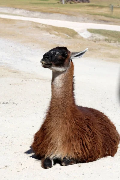 Llama Lama Glama Camelóide Sul Americano Domesticado — Fotografia de Stock