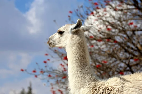 Lama Lama Glama Camelide Sudamericano Addomesticato — Foto Stock