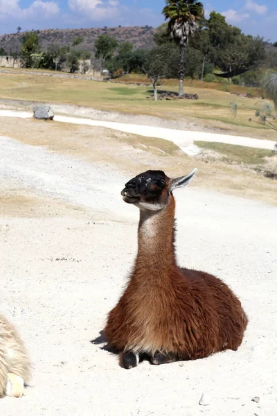 Llama Lama Glama Camelóide Sul Americano Domesticado — Fotografia de Stock