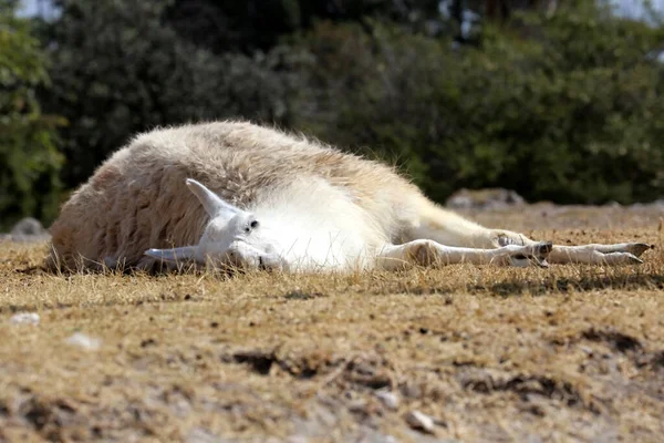 Llama Eller Lama Glama Tämjd Sydamerikansk Kamelid — Stockfoto