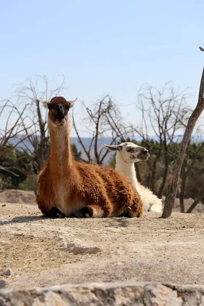 Llama Lama Glama Είναι Ένα Εξημερωμένο Καμηλίδα Της Νότιας Αμερικής — Φωτογραφία Αρχείου