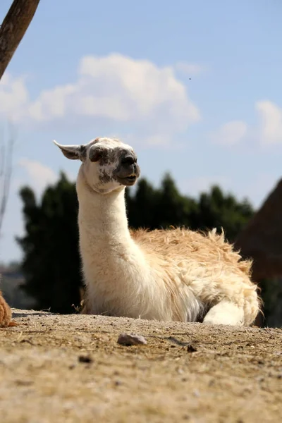Lama Lama Glama Camelide Sudamericano Addomesticato — Foto Stock