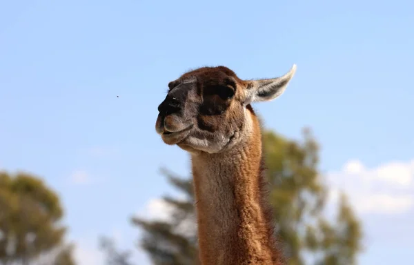 Lama Lama Glama Camelide Sudamericano Addomesticato — Foto Stock