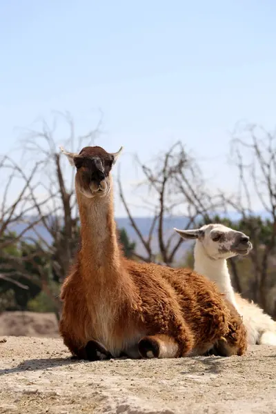 Llama Lama Glama Camelóide Sul Americano Domesticado — Fotografia de Stock