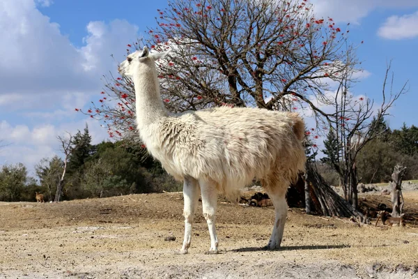 Lama Lama Glama Camelide Sudamericano Addomesticato — Foto Stock