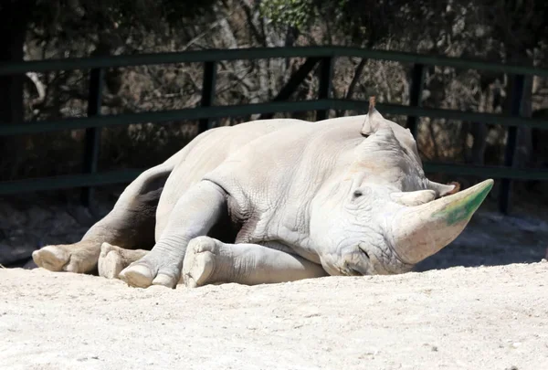 Белый Носорог Сафари Носорог Является Одним Любых Пяти Сохранившихся Видов — стоковое фото